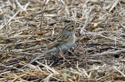 Clay-colored Sparrow