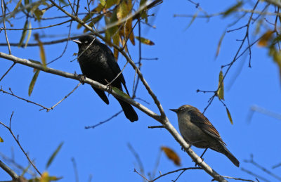 Rusty Blackbirds