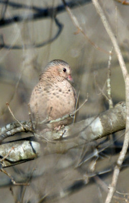 Common Ground-Dove