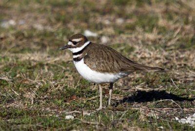 Killdeer