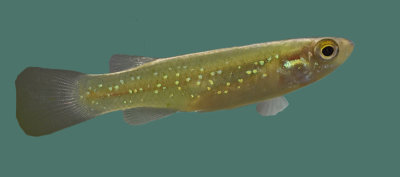 Golden Topminnow