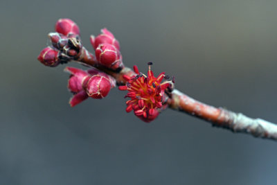 Red Maple Bloom