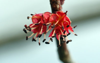 Red Maple Blooms