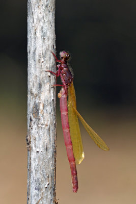 Damselfly species - newly emerged