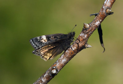Spread-Wing Skippers