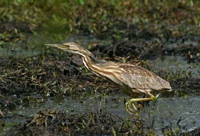 American Bittern