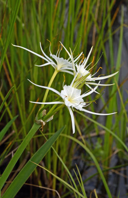 Spider Lily