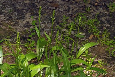 Palegreen Orchid (Platanthera flava)