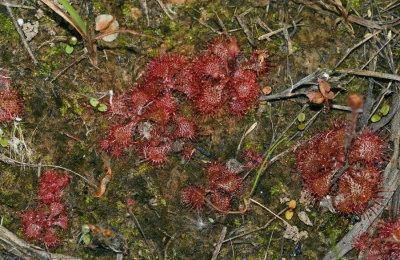 Dwarf Sundew (Drosera brevifolia)