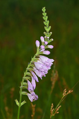 False Dragonhead