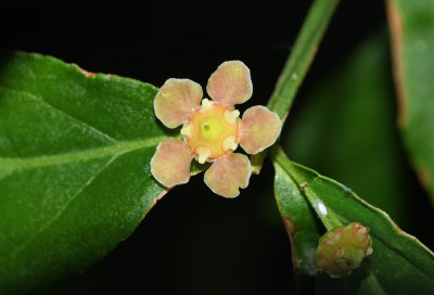 Strawberry Bush