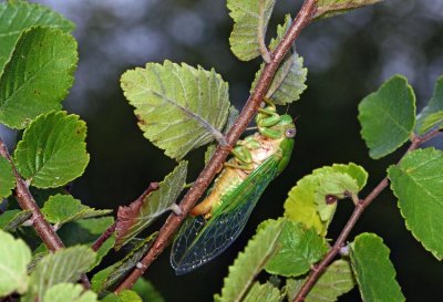 Cotton Green Cicada (Okanagana viridis)