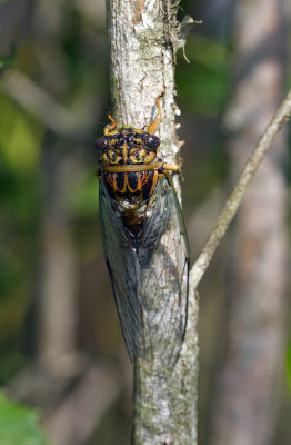 Green-winged Cicada (Diceroprocta vitripennis)
