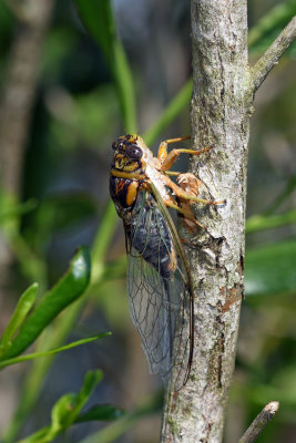 Green-winged Cicada (Diceroprocta vitripennis)