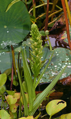 Water Spider Orchid (Habenaria repens)