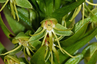 Water Spider Orchid (Habenaria repens)