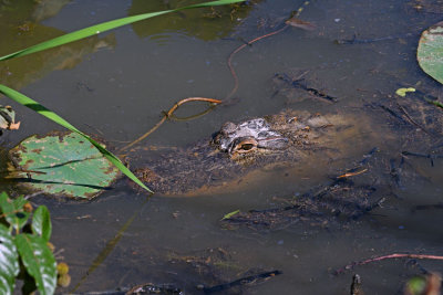 American Alligator