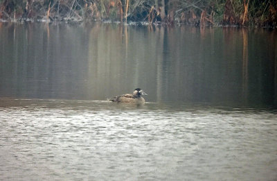 Surf Scoter - juvenile