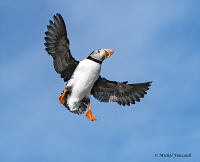 DSC_0639.3.jpg_Macareux_moineAtlantic_puffin.jpg