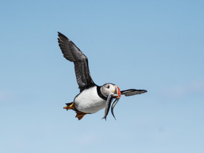 macareux_moine-atlantic_puffin_