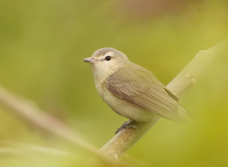 Warbling Vireo  --  Vireo MeloDieux