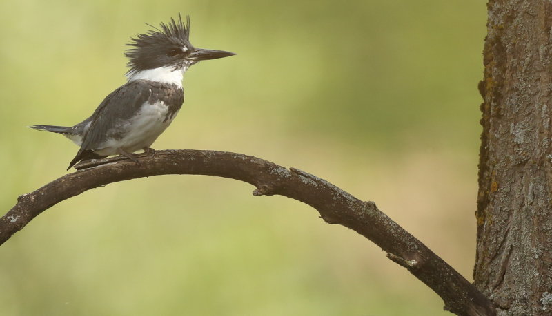 Belted KingFisher  --  Martin - Pecheur DAmerique