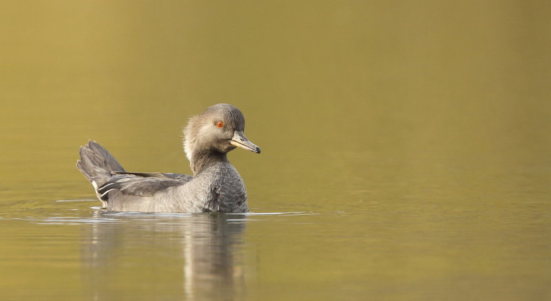 Hooded Merganser  --  Harle Couronne