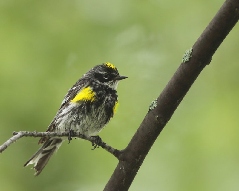 Yellow-Rumped Warbler  --  Paruline A Croupion Jaune