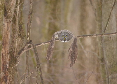 Great Gray Owl  --  Chouette LaPone