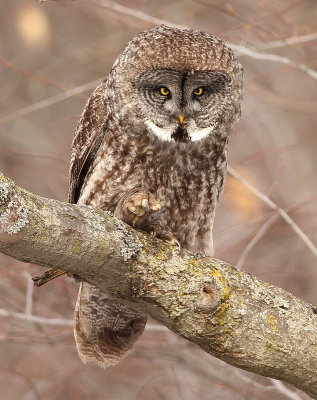 Great Gray Owl  --  Chouette LaPone