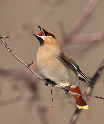 Bohemian WaxWing  --  Jaseur Boreal