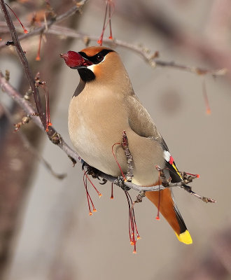 Bohemian WaxWing  --  Jaseur Boreal