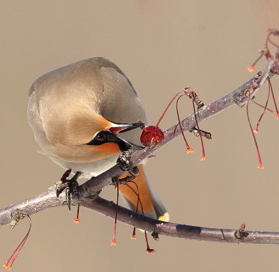 Bohemian WaxWing  --  Jaseur Boreal