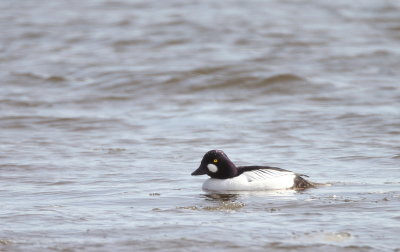 Common GoldenEye  --  Garrot A Oeil D'Or