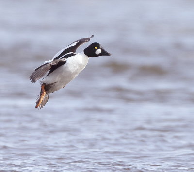 Common GoldenEye  --  Garrot A Oeil D'Or