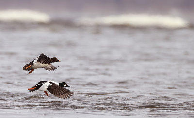 Common GoldenEye  --  Garrot A Oeil D'Or