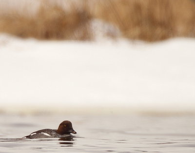 Common GoldenEye  --  Garrot A Oeil D'or