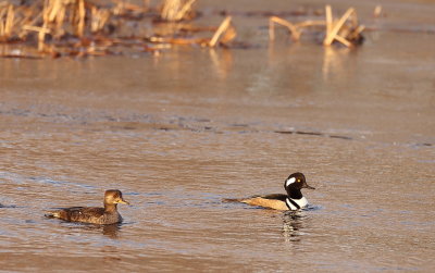 Hooded MerGanser  --  Harle Couronne