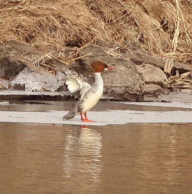 Common MerGanser  --  Grand Harle