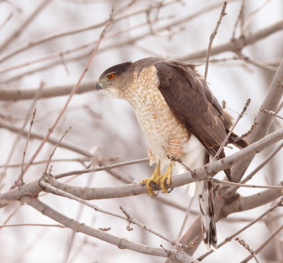 Cooper's Hawk  --  Epervier De Cooper