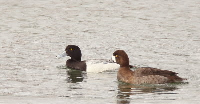 Lesser Scaup  --  Petit FuliGule