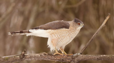 Cooper's Hawk  --  Epervier De Cooper