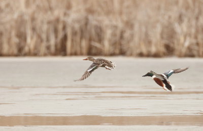 Northern Shoveler  --  Canard Souchet