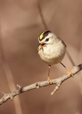 Golden - Crowned KingLet  --  Roitelet A Couronne Dore