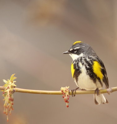 Yellow - Rumped Warbler  --  Paruline A Croupion Jaune