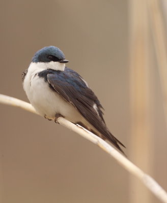 swallows___hirondelles