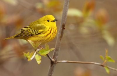 Yellow Warbler  --  Paruline Jaune