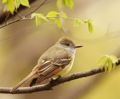 Great Crested FlyCatcher  --  Tyran Huppe