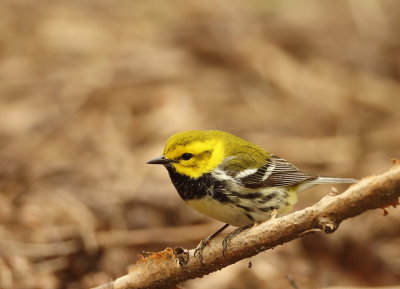 Black - Throated Green Warbler  --  Paruline A Gorge Noire