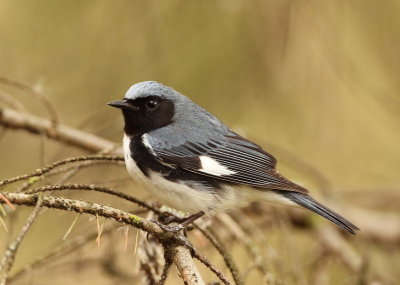 Black - Throated Blue Warbler  --  Paruline Bleue